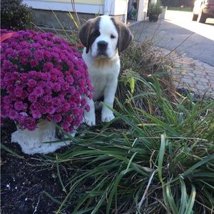 Meet your Posher, Johnny